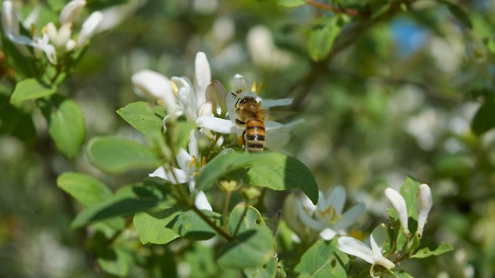 Frangula alnus flowering bush, blooming white flower close up detail, dark green leaves background.