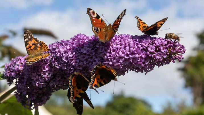 Painted Lady, Tortoiseshell & Peacock Butterflies, plus a honey bee, taking full advantage of some early September sunshine on a Buddleia Flower. Kenmare, Co. Cork (03/09/18)