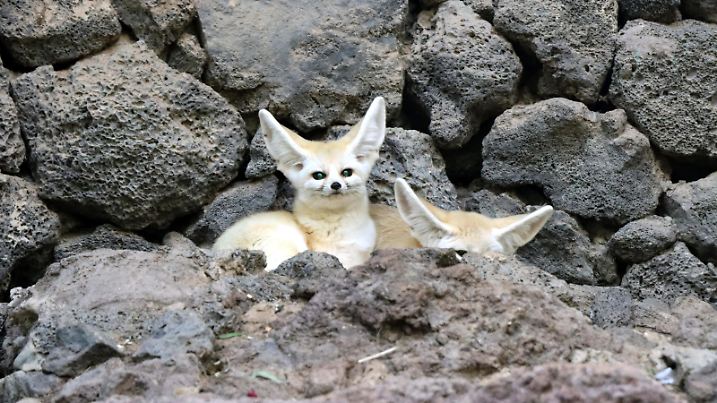 Fennek oder Wüstenfuchs (Vulpes zerda) im Oasis Park, La Lajita, Fuerteventura, Spanien