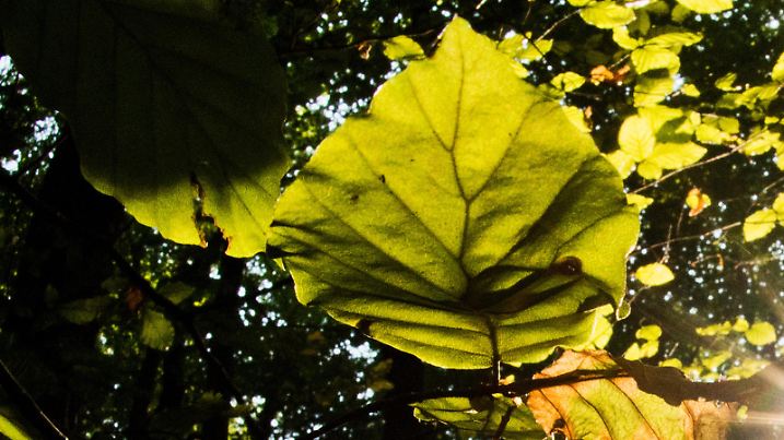 Die Sonne scheint am 14.09.2016 durch ein herbstlich verfärbtes Blatt in einem Buchenwald bei Hannover (Niedersachsen). Foto: Julian Stratenschulte/dpa | Verwendung weltweit
