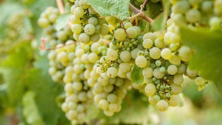 18.08.2022, Rheinland-Pfalz, Langenlonsheim: Rieslingtrauben hängen am Stock in einem der Weinberge von Martin Tesch. Für den auf trockene Riesling-Weine spezialisierten Winzer sind die nächsten drei oder vier Wochen entscheidend, er hofft noch auf Regen. (zu dpa: «Trauben im Trockenstress - Hitze prägt den 2022er Jahrgang») Foto: Frank Rumpenhorst/dpa +++ dpa-Bildfunk +++