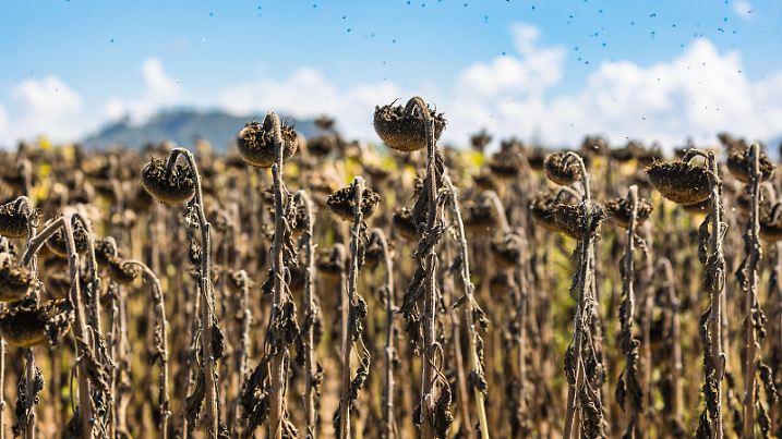  Die langanhaltende Dürreperiode und die aussergewöhnlich hohen Temperaturen haben diesen Sonnenblumen zugesetzt. Sie sind komplett ausgetrocknet und vermutlich unbrauchbar. Hüntwagen, Schweiz, 21.08.2022 
