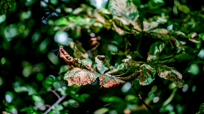 Der Herbst beginnt aufgrund der Trockenheit früh, die Bäume lassen bereits ihre Blätter im Wald fallen. Naturliebhabern wird es nicht entgangen sein und es ist auch in Parks und Grünanlagen sichtbar: Bäume verfärben sich und verlieren Blätter und man kann bereits Eicheln und Bucheckern auf dem Boden finden.