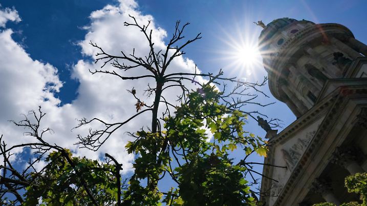 ARCHIV - 23.07.2020, Berlin: Vertrocknete Zweige von einem Kugelahornbaum sind auf dem Gendarmenmarkt vor der Kuppel des französischen Doms zu sehen. Stadtbäume gelten als Schattenspender und natürliche Klimaanlagen. Die Trockenheit der vergangenen Wochen belastet die Bäume in den Städten noch mehr als in den Wäldern. Dafür gibt es mehrere Gründe. (zu dpa «Beschwerlicher als im Wald: Stadtbäume leiden unter Trockenstress») Foto: Jens Kalaene/dpa-Zentralbild/dpa +++ dpa-Bildfunk +++