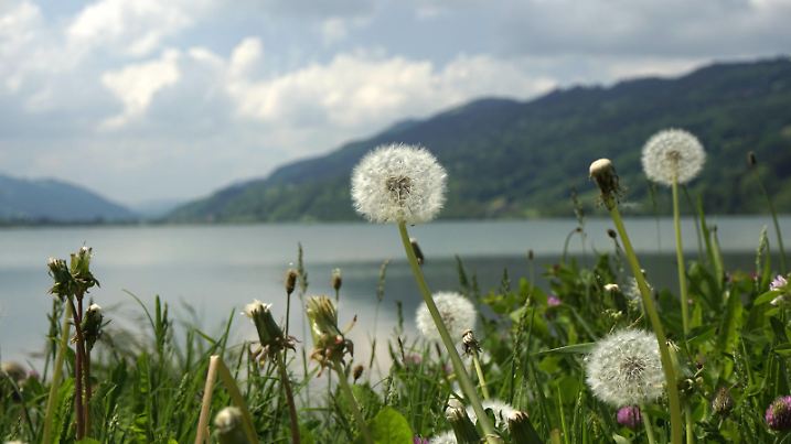 19.05.2018, Alpsee in Bayern, Der große Alpsee bei Immenstadt im Allgäu. Pusteblumen am Ufer. 19.05.2018, Alpsee bei Immenstadt in Bayern 19.05.2018, Alpsee bei Immenstadt in Bayern *** 19 05 2018 Alpsee in Bavaria The great Alpsee near Immenstadt in the Allgäu Pusteblumen am Ufer 19 05 2018 Alpsee near Immenstadt in Bavaria 19 05 2018 Alpsee near Immenstadt in Bavaria