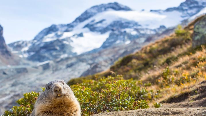 Alpenmurmeltier, Alpen-Murmeltier (Marmota marmota), vor seinem Bau mit Bergkulisse, Schweiz, Wallis, Saas Fee | alpine marmot (Marmota marmota), in front of its den in mountain scenery, Switzerland, Valais, Saas Fee