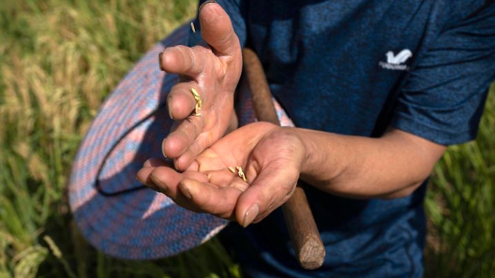 21.08.2022, China, Mu'er: Bauer Li Siming hält Reiskörner in der Hand, während er auf seinem Feld am Stadtrand von Chonqing steht. Die Landschaft von Chongqing, einer Millionenstadt, zu der auch das umliegende Ackerland und die steilen und malerischen Berge gehören, wurde durch eine ungewöhnlich lange und intensive Hitzewelle und eine damit einhergehende Dürre verändert. Foto: Mark Schiefelbein/AP/dpa +++ dpa-Bildfunk +++