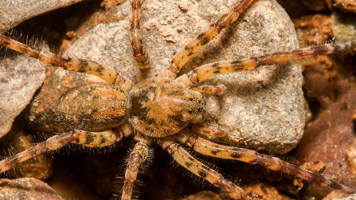 Close up view of a Zoropsis spinimana spider.