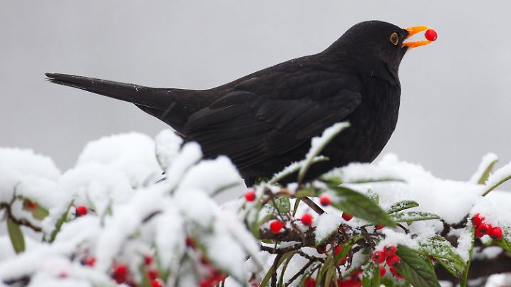 Eine Amsel sitzt auf dem schneebedeckten Zweig eines Strauches und hat eine rote Beere im Schnabel, aufgenommen am 30.12.2009 in Berlin. In der Nacht zum Silvestertag gab es in Berlin und Brandenburg erneut reichlich Neuschnee. Das Jahr 2010 beginnt laut Wettervorhersage mit fallenden Temperaturen. Nach fünf Grad minus in der Silvesternacht sollen die Werte am Wochenende auf bis zu minus zehn Grad bei Dunkelheit sinken. Foto: Patrick Pleul dpa/lbn  +++(c) dpa - Bildfunk+++