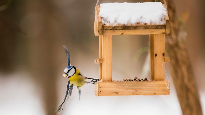 ARCHIV - 06.02.2021, Berlin: Eine Blaumeise holt sich im Tiergarten an einem Vogelhäuschen Futter. Gerade Vögel und Eichhörnchen können Menschen dem Naturschutzbund Nabu Hamburg zufolge mit Futter unterstützen. Am besten in Form von Futterhäusern oder Futtersäulen, damit die Sämereien und Nüsse hygienisch gelagert werden können. (zu dpa: "Nabu: Auf Winterruhe der Tiere achten - Vögel füttern erwünscht") Foto: Christoph Soeder/dpa +++ dpa-Bildfunk +++