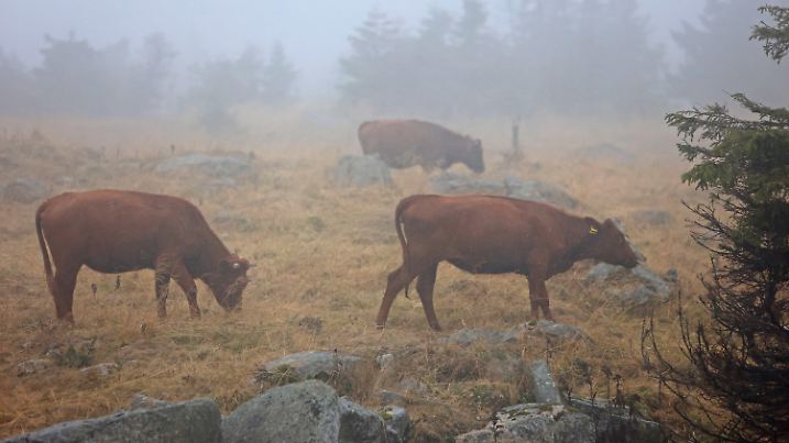 10.09.2022, Sachsen-Anhalt, Schierke: Harzkühe weiden auf dem Brocken. Nach einem Waldbrand ist der Brocken seit Freitagnachmittag wieder für Besucher freigegeben. Die Harzer Schmalspurbahn will erst ab Montag wieder ihre Züge zum Brocken fahren lassen. Das unbeständige regnerische Wetter lockte nur wenige Besucher auf den Harzgipfel. Foto: Matthias Bein/dpa +++ dpa-Bildfunk +++