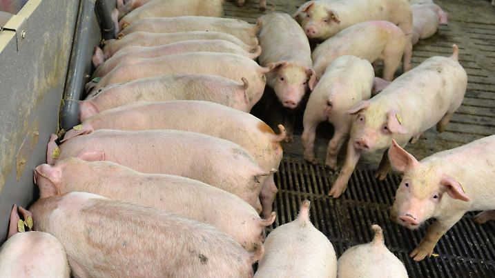 ARCHIV - Ferkel stehen am 17.06.2013 in Heberndorf (Thüringen) im Abferkelstall der Schweinemastanlage Agrar e.G im Ferkelstall. In der Diskussion um bessere Lebensbedingungen für Schweine in der Landwirtschaft gibt es etliche Ideen. Foto: Marc Tirl/dpa (zu lth «Preisverfall und neue Behörden-Auflagen plagen Schweinezüchter» vom 26.11.2015) +++(c) dpa - Bildfunk+++