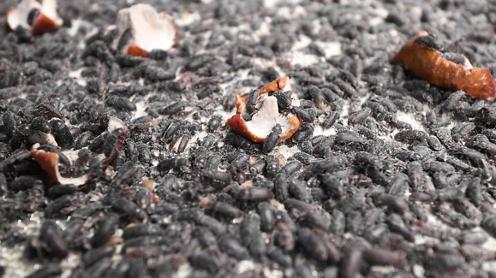 25.03.2019, Bremen, Bremerhaven: Mehlkäfer werden in einem Forschungslabor der Hochschule Bremerhaven mit alten Äpfeln gefüttert. Soja und Fischmehl sind als Eiweißlieferanten zentrale Bestandteile von Futtermittel - und umstritten. Insekten könnten eine Alternative sein. Foto: Carmen Jaspersen/dpa