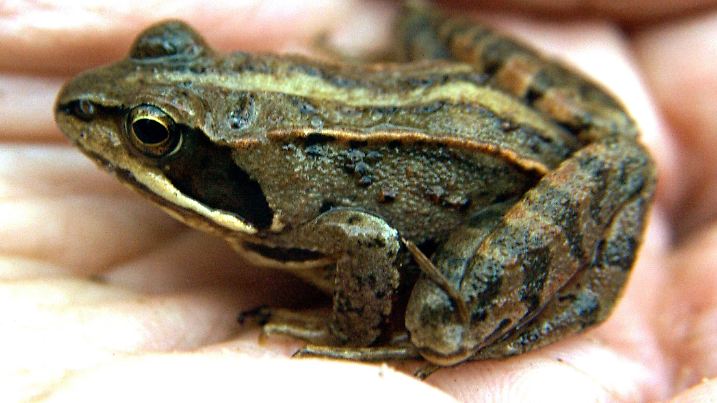 Ein junger Moorfrosch sitzt auf der Hand einer Biologin von der Biologischen Station Wesel (Foto vom 01.04.2006). Der Moorfrosch steht auf der Liste bedrohter Tierarten in Deutschland. In der Flürener Heide in Wesel fühlt er sich seit einigen Jahren wieder heimisch. Foto: Horst Ossinger dpa/lnw (zu-dpa-KORR "Naturschauspiel im Moor: Beim Balzen werden die Frösche blau") +++(c) dpa - Report+++, Ein junger Moorfrosch sitzt auf der Hand einer Biologin von der Biologischen Station Wesel (Foto vom 01.04.2006). Der Moorfrosch steht auf der Liste bedrohter Tierarten in Deutschland. In der Flürener Heide in Wesel fühlt er sich seit einigen Jahren wieder heimisch. Foto: Horst Ossinger dpa/lnw (zu-dpa-KORR "Naturschauspiel im Moor: Beim Balzen werden die Frösche blau") +++(c) dpa - Report+++