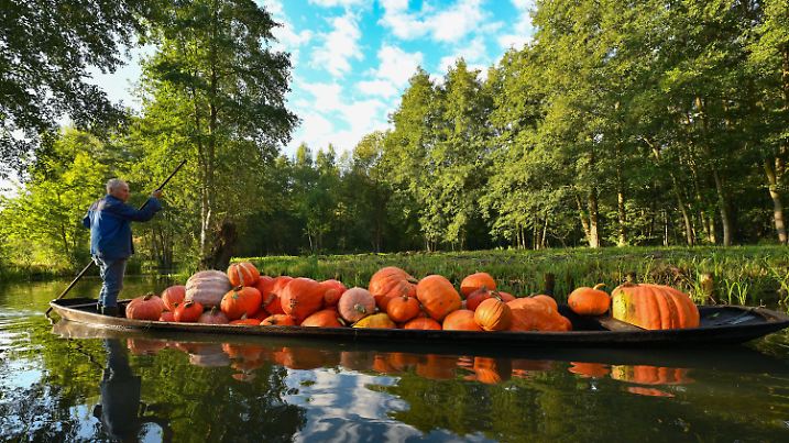 21.09.2022, Brandenburg, Lehde: Harald Wenske fährt am frühen Morgen mit einem mit Kürbissen voll beladenen Spreewaldkahn über ein Fließ. Als Fließe werden die Wasserwege im Spreewald bezeichnet. Herbstzeit ist auch Kürbiszeit. Traditionell baut der 72-Jährige neben den Kürbissen auch Kartoffeln, Meerrettich und Rüben auf seinem Acker, der von Fließen umgeben ist, an. Foto: Patrick Pleul/dpa +++ dpa-Bildfunk +++