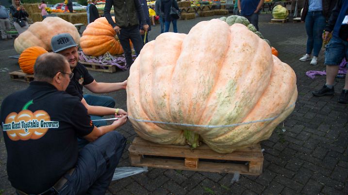 11.09.2022, Nordrhein-Westfalen, Lohmar: Helfer vermessen bei der "NRW-Riesen-Kürbis-Wiegemeisterschaft" auf einem Erlebnis-Bauernhof Krewelshof in Lohmar einen Kürbis. Foto: Thomas Banneyer/dpa +++ dpa-Bildfunk +++
