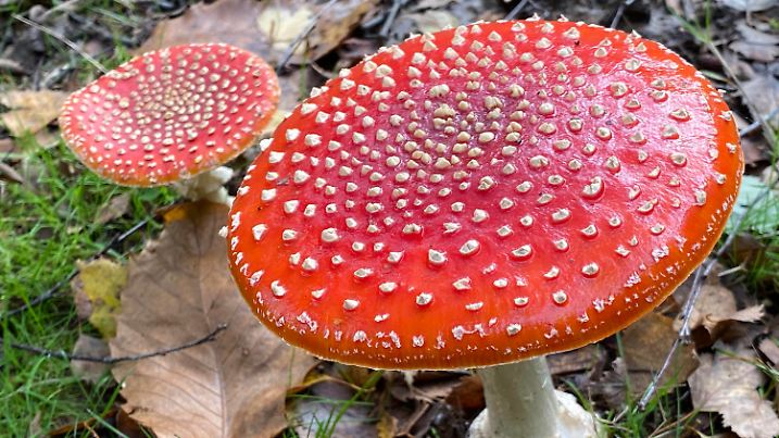 Der Fliegenpilz (Foto vom 22.09.2022) ist Pilz des Jahres 2022. Der Verzehr des Giftpilzes kann zu rauschhaften Zustaenden fuehren, was ihm moeglicherweise den Ruf als Gluecksbringer einbrachte. Er wurde von der Deutschen Gesellschaft fuer Mykologie, DGfM, mit Sitz in Karlsruhe anlaesslich des 100-jaehrigen Jubilaeums der Gesellschaft ausgewaehlt. "Wir haben uns fuer den Fliegenpilz entschieden, weil er ein sehr schoener, auffaelliger und bekannter Pilz ist", sagte Stefan Fischer von der Gesellschaft gegenueber dem Evangelischen Pressedienst, epd. (Siehe epd-Bericht vom 26.09.2022)