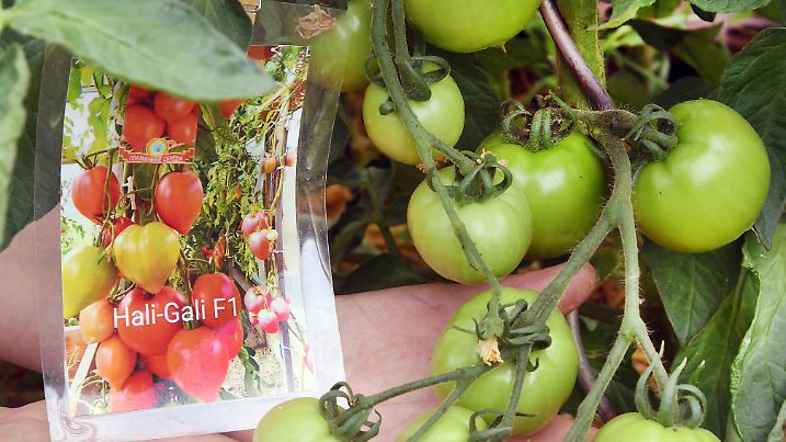 Hobbygärtnerin Galina Kuschel prüft in ihrem Kleingarten "am Wasserturm" in Delitzsch ihre Tomatenpflanzen. Seit 15 Jahren verbringt die Logistikerin jede freie Stunde auf ihrer 6oo Quadratmeter großen Parzelle. Ihre große Leidenschaft sind über 100 verschiedene Tomatensorten aus aller Welt, die in kleinen Kunststoffzelten oder auch an Baumstämmen mit Rankenhilfen hochklettern. Dem bereits angekündigten regenarmen Sommermonaten und dem damit verbundenen Wassermangel hat sie bereits vorgebeugt und die Böden unter dem Gemüsepflanzen und Beerensträucher mit Mulch aus Gartenrückständen bedeckt. Die 24 000 Einwohner zählende Kleinstadt Delitzsch liegt im Regenschatten vom Harz und kämpft wie bereits im letzten niederschlagsarmen Sommer mit großen Trockenschäden.