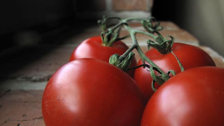 Tomaten auf der Fensterbank. Foto: Markus C. Hurek