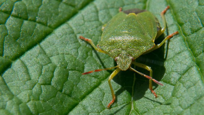 ARCHIV - 14.05.2014, Hannover: Eine Stinkwanze sonnt sich in einem Garten auf einem Blatt.  (zu dpa «Sechsbeinige Gäste mit Rüssel - Viele Wanzen unterwegs» vom 18.10.2018) Foto: Jochen Lübke/dpa +++ dpa-Bildfunk +++