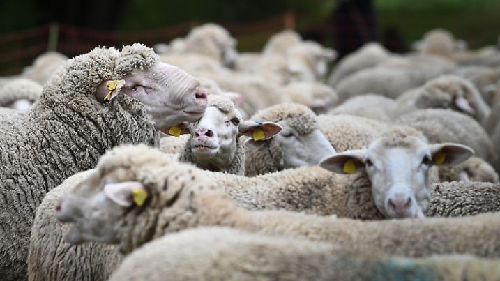 25.09.2022, Sachsen-Anhalt, Hettstedt: Ein Schafbock in einer Herde. In Walbeck, einem Ortsteil von Hettstedt, fand das 30. Landesleistungshüten statt. Foto: Heiko Rebsch/dpa +++ dpa-Bildfunk +++