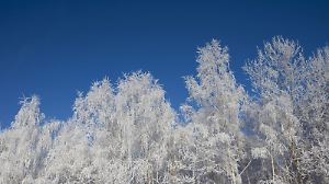 Raureif im Winter mit weißer Landschaft ohne Schnee