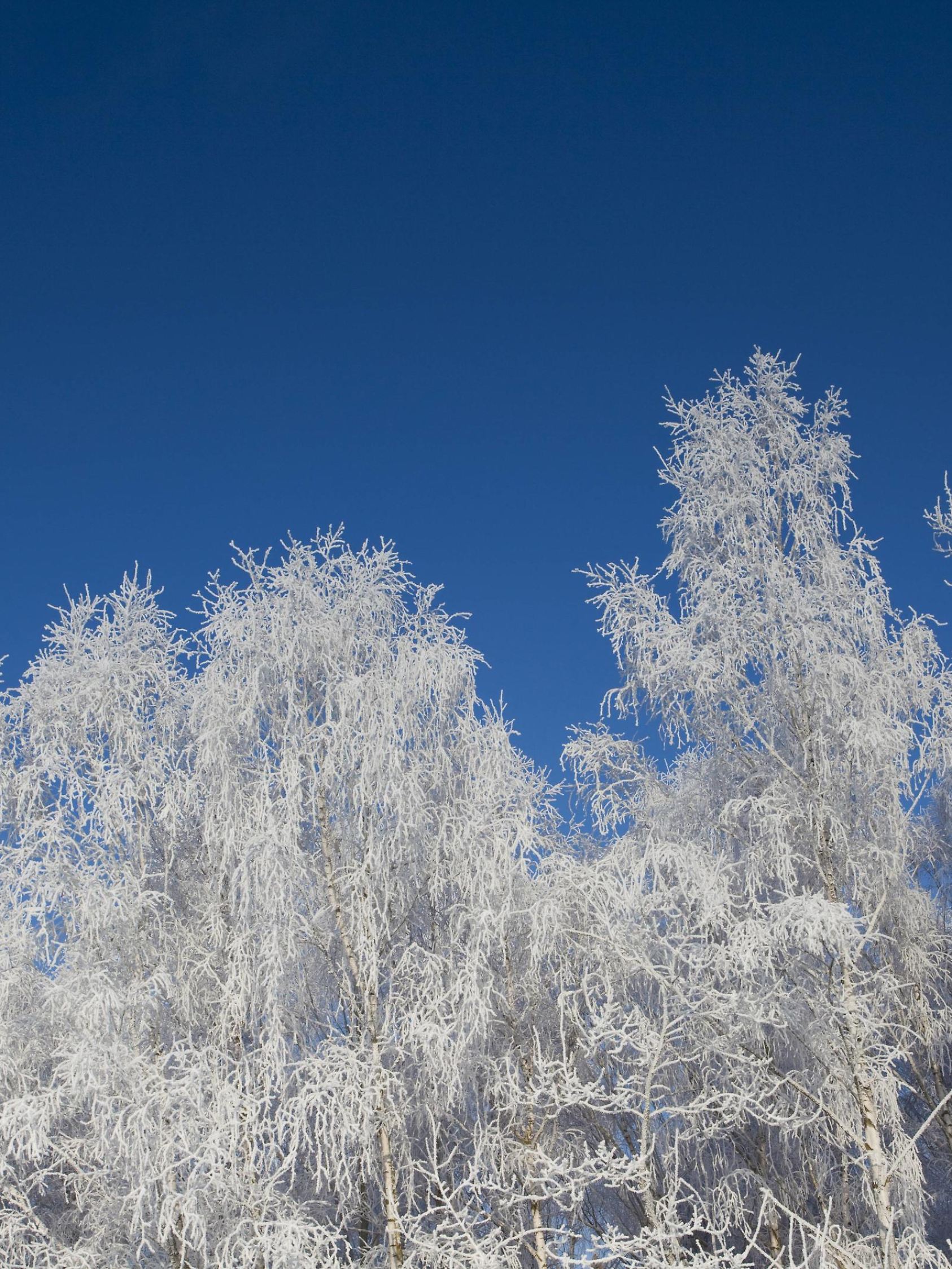 Raureif im Winter mit weißer Landschaft ohne Schnee