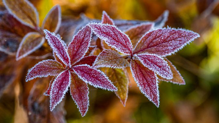 Morning frost in Moscow Region, Russia.