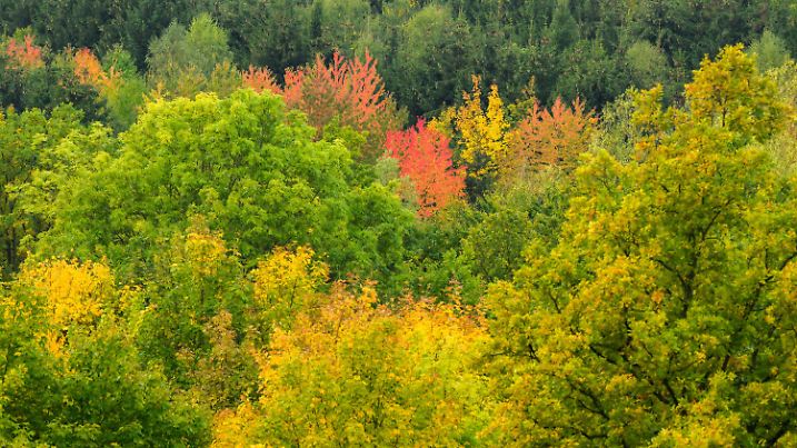 04.10.2022, Niedersachsen, Sibbesse: Laubbäume mit herbstlichen verfärbten Blättern stehen am Roten Berg im Landkreis Hildesheim. Foto: Julian Stratenschulte/dpa +++ dpa-Bildfunk +++