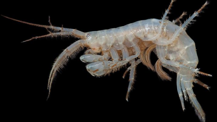 Amphipoda Isolated on black