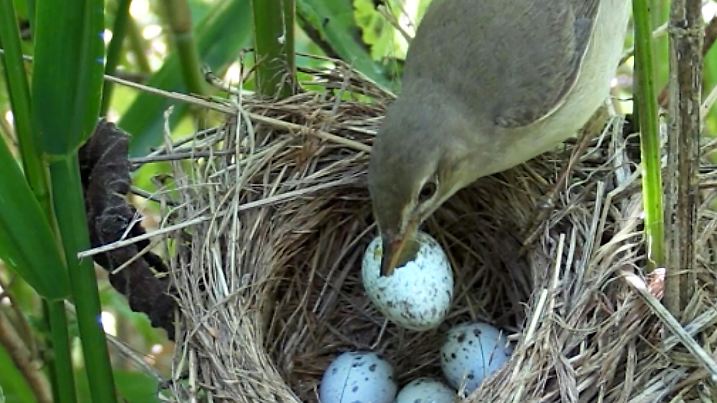 Sumpfrohrsänger sind clever. Sie erkennen, wenn ein Kuckuck sein Ei in ihr Nest gelegt hat und zerstören es.