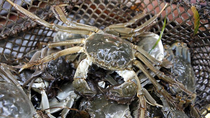 Wollhandkrabben liegen in Strodehne (Brandenburg) im Kescher eines Fischers. Die aus Asien eingewanderten Tiere werden in den Gewässern im Havelland gefangen und wieder nach Asien exportiert, wo sie als Delikatesse gelten. In der Elbe schwimmen die Krebstiere, die einst unbemerkt mit dem Ballastwasser von Schiffen in die Häfen von Hamburg und Bremen eingeschleppt wurden, seit 100 Jahren. Vor dort machten sie sich als Plage breit. Seit 1993 macht nun unter anderem die Fischerei Schröder aus der Not eine Tugend und handelt mit den Wollhandkrabben. Derzeit werden jährlich etwa 20 Tonnen ausschließlich an asiatische Kunden verkauft. Foto: Bernd Settnik dpa/lbn (zu Korr.-Bericht "Fischer will chinesische Wollhandkrabben nach China exportieren" vom 08.11.2007) +++(c) dpa - Report+++