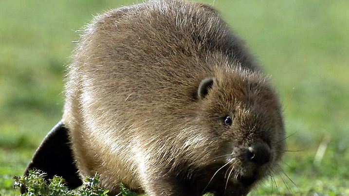 ARCHIV - Ein Biber, hier ein Bewohner eines englischen Wildtier-Reservats, hat sich im Englischen Garten in München heimisch gemacht und schon zahlreiche Bäume beschädigt (Archivfoto vom 27.10.2005). Seit Weihnachten sei das Tier im Park unterwegs, habe jedoch bisher nur an Weiden genagt. Dies sagte der Parkverwalter am Freitag (05.01.2006). Er bestätigte damit einen entsprechenden Bericht des "Münchner Merkur". Foto: Barry Batchelor dpa/lby (zu dpa lby 7192) +++(c) dpa - Bildfunk+++