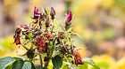 Rosa rugosa wilted flowers in late autumn
