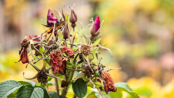 Rosa rugosa wilted flowers in late autumn