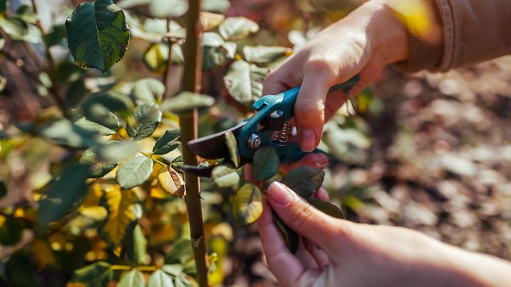Gardener cuts rose leaves off with pruner to prepare bush for winter. Work in autumn garden. Taking care of plants
