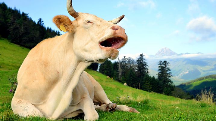 Cow in the mountain meadow. Col D'Aspin in Pyrenees mountains, France.
