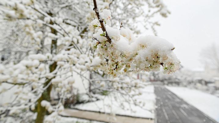 02.04.2022, xpsx, Lokal Hanau Winter Schnee zurück in Hanau v.l. Schnee Winter Wetter Weiss Blumen Frühling April Schneefall Pflanzen, Hanau Hessen Deutschland DEU Umweltzentrum Hanau *** 02 04 2022, xpsx, local hanau winter snow back in hanau v l snow winter weather white flowers spring april snowfall plants, hanau hesse germany DEU environmental center hanau