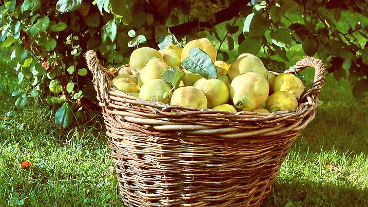Basketful of harvested quinces standing under the quince tree