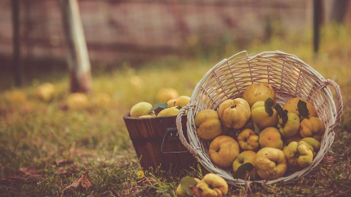 Fresh quinces in a wooden and wicker baskets on grass lawn.