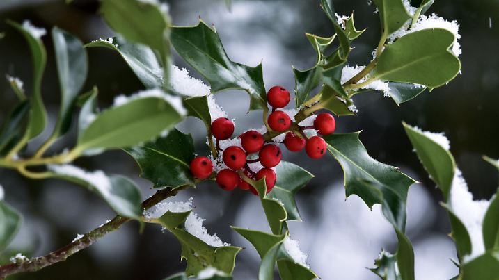 Holly tree branch after recent snowfall