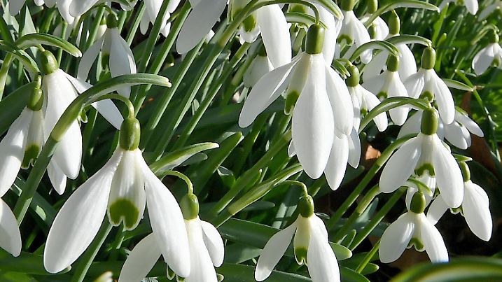 18.02.2019, Niedersachsen, Hannover: Schneeglöckchen (Galanthus) stehen im morgendlichen Sonnenlicht bei Temperaturen um die zehn Grad Plus im Berggarten. Foto: Holger Hollemann/dpa +++ dpa-Bildfunk +++