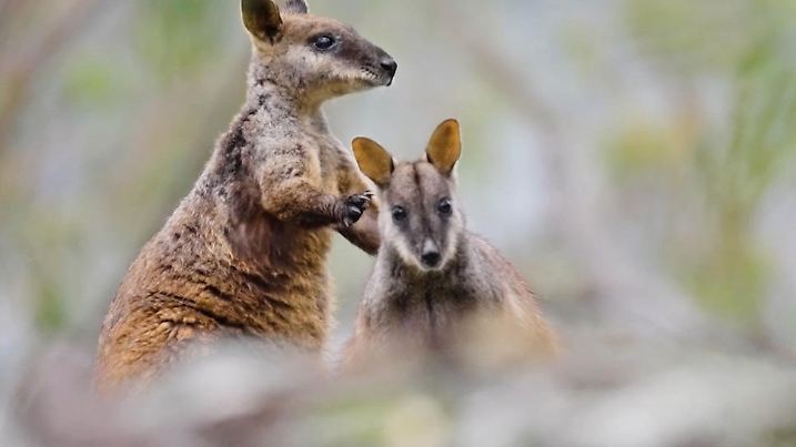 HANDOUT - 08.11.2022, Australien, Mongo Valley: Bürstenschwanz-Felskängurus (Petrogale penicillata) im Mongo Valley Wildlife Sanctuary. Artenschützer in Australien haben in einem Tierschutzgebiet eine Gruppe seltener Bürstenschwanz-Felskängurus entdeckt. «Wir hüpfen vor Freude», teilte die Organisation «Aussie Ark» am Dienstag mit. Die Beuteltiere werden vor allem wegen des Verlusts ihres natürlichen Lebensraums mittlerweile von der Weltnaturschutzunion «IUCN) als «gefährdet» eingestuft. (zu dpa: ««Hüpfen vor Freude»: Seltene Bürstenschwanz-Felskängurus entdeckt») Foto: -/Aussie Ark/dpa +++ dpa-Bildfunk +++