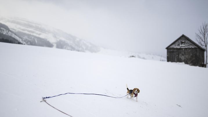 Ein Hund tollt durch den Schnee nach den Schneefaellen der vergangenen Tage, am Dienstag, 10. Januar 2023, in Wildhaus. (KEYSTONE/Gian Ehrenzeller)