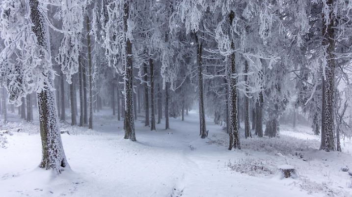  Schnee im Taunus Winterlich zeigt sich die Landschaft am Großen Feldberg im Taunus nach einem Schneeschauer und mit dickem Raureif an den Bäumen und Sträuchern., Schmitten Hessen Deutschland *** Snow in the Taunus Winterlich shows the landscape at the Great Feldberg in the Taunus after a snow shower and with thick hoarfrost on the trees and bushes , Schmitten Hesse Germany
