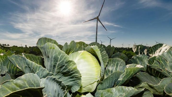 Weißkohl wächst auf einem Feld bei Brunsbüttel