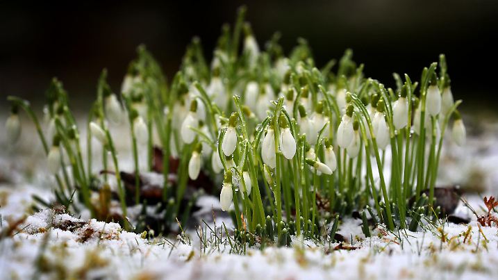 19.02.2020, Bayern, Kaufbeuren: Schneeglöckchen stehen in einem Garten im Schnee. Foto: Karl-Josef Hildenbrand/dpa +++ dpa-Bildfunk +++