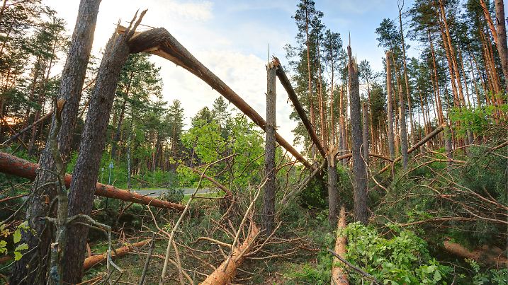Windfall in forest. Storm damage. Fallen trees in coniferous forest after strong hurricane wind in Russia
