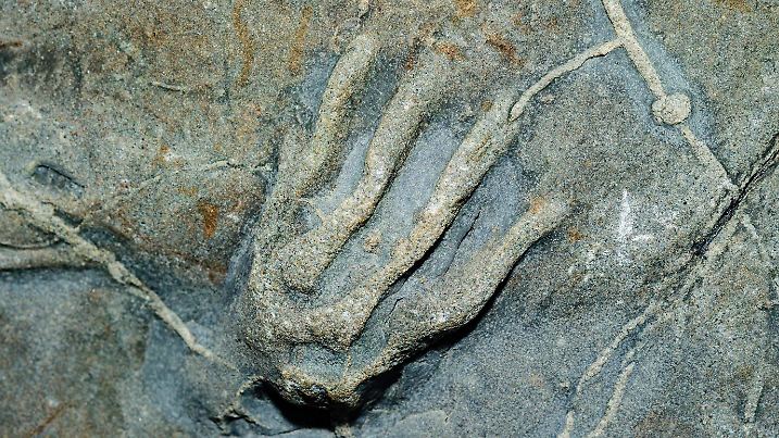 Fossil tetrapod footprint/trackway of frog ancestor dating 300 million years back to the Coal Age's carboniferous tropical forests, found on beach below Joggins Fossil Cliffs. Bay of Fundy, Nova Scotia. Canada. World Heritage Site.