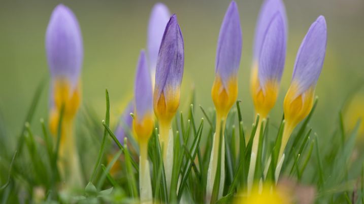 17.01.2023, Sachsen, Dresden: Krokusse blühen auf einer Wiese am Neustädter Markt. Foto: Sebastian Kahnert/dpa +++ dpa-Bildfunk +++